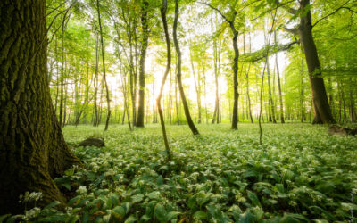 Waldfotografie – Wenn das Auge Hilfe braucht