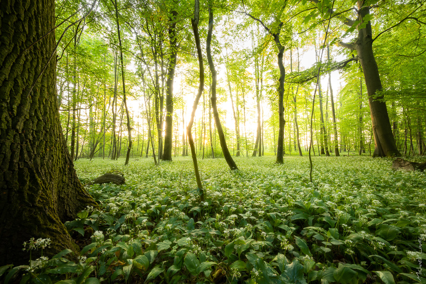 Waldfotografie – Wenn das Auge Hilfe braucht